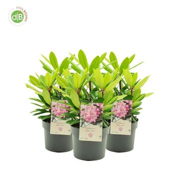 Rhododendron 'Blurettia' (Y)