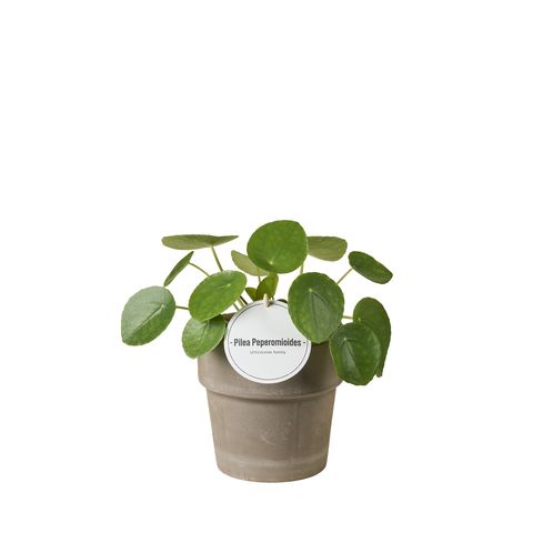 Pilea peperomioides