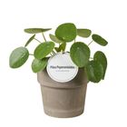 Pilea peperomioides