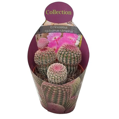 Echinocereus rigidissimus rubispinus