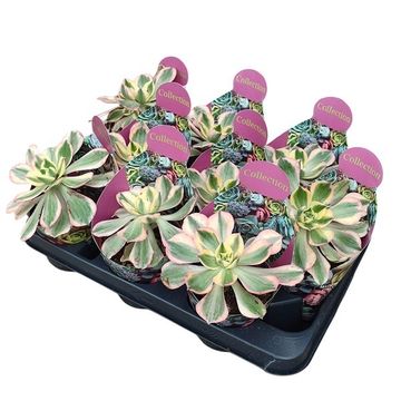 Aeonium arboreum 'Sunburst'