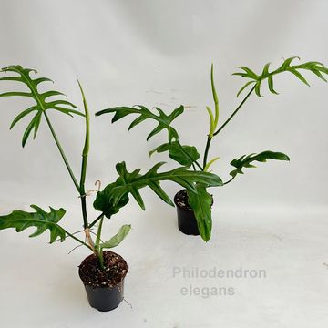 Filodendron elegans