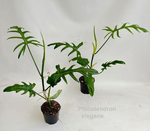Philodendron elegans
