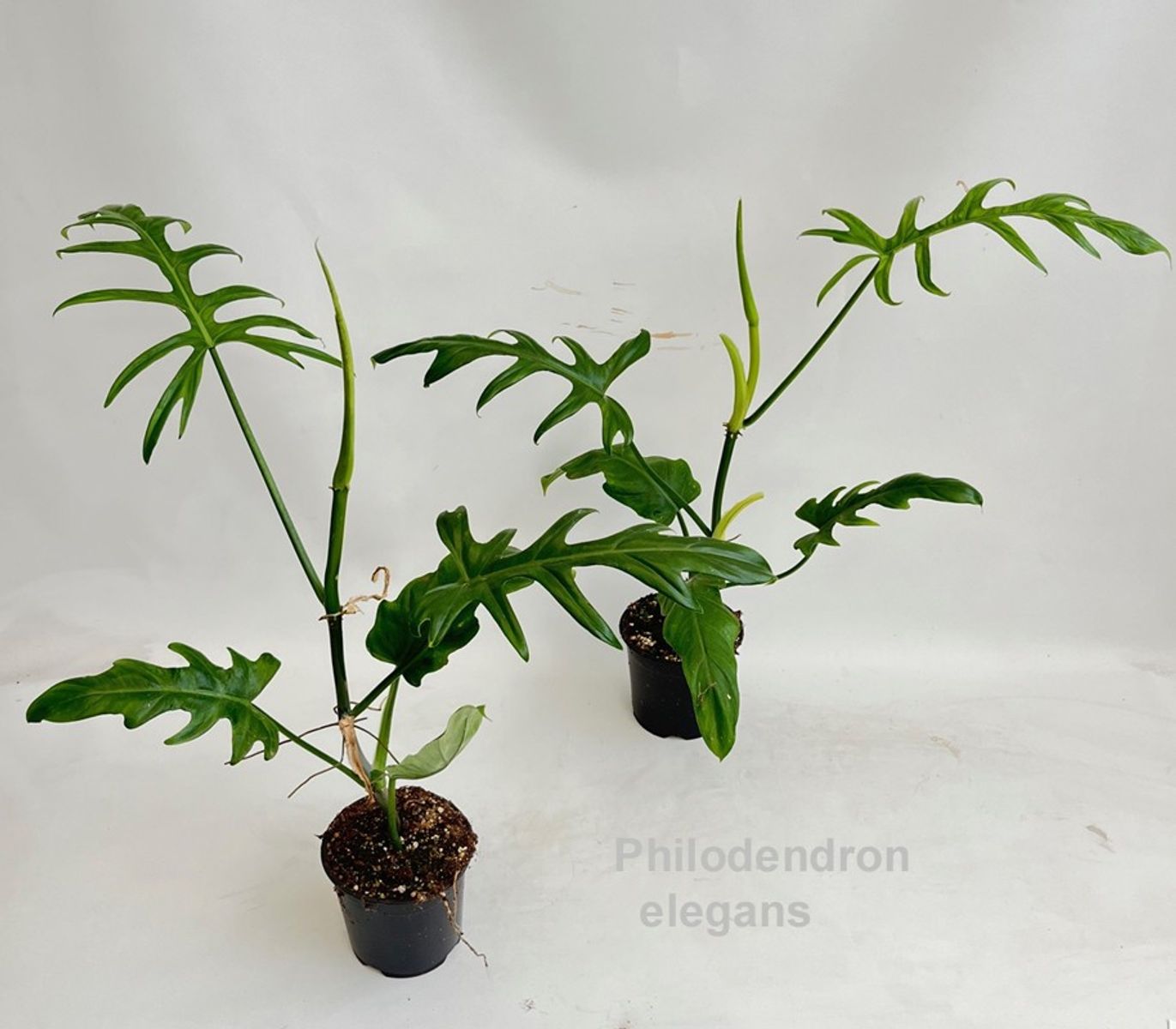 Philodendron elegans