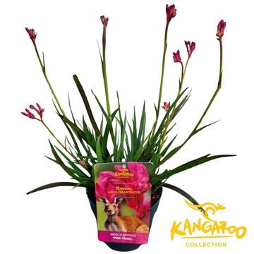 Anigozanthos 'Bush Inferno'