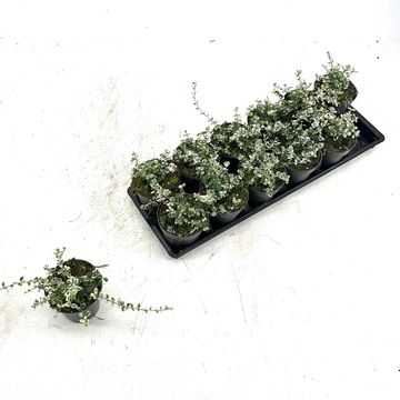 Euonymus fortunei SILVER CARPET