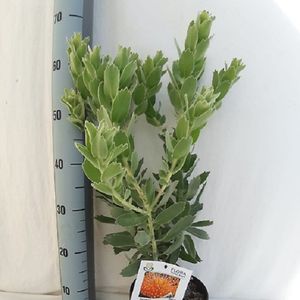 Leucospermum cordifolium 'Ayoba Orange'