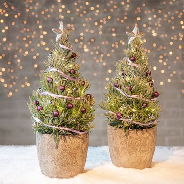 Lavandula angustifolia