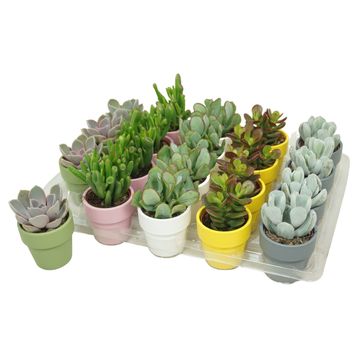 Sukulenty MIX IN POT
