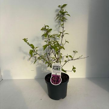 Callicarpa bodinieri 'Profusion'