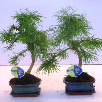 Pseudolarix amabilis