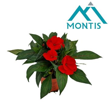 Impatiens NEW GUINEA MIX