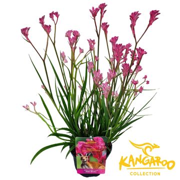 Anigozanthos 'Bush Inferno'