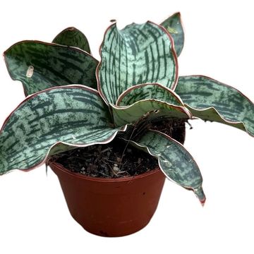 Sansevieria 'Cleopatra'