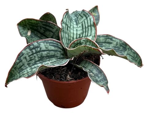 Sansevieria 'Cleopatra'