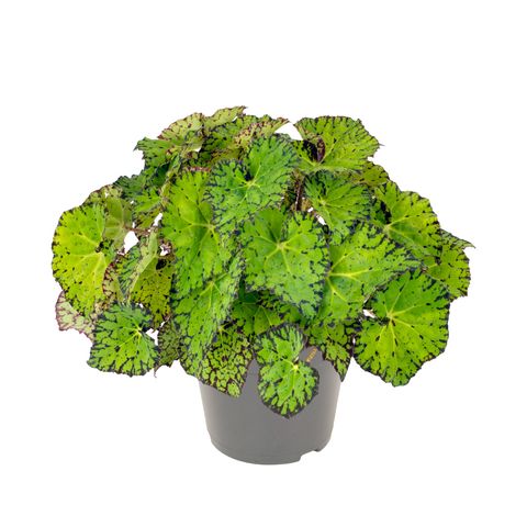 Begonia LIME FEVER