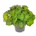 Begonia LIME FEVER