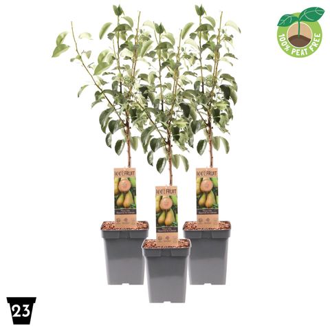 Pyrus communis 'Doyenné du Comice'