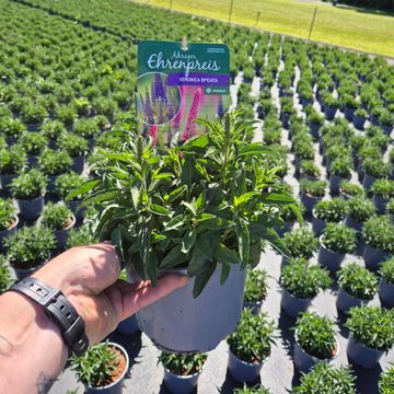 Veronica spicata MIX