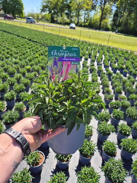 Veronica spicata MIX