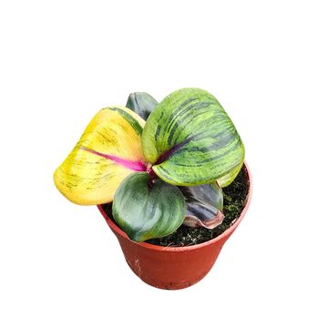 Geogenanthus ciliatus 'Aura Flame'