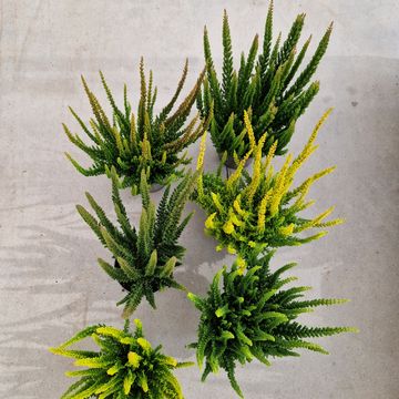 Calluna vulgaris SKYLINE MIX