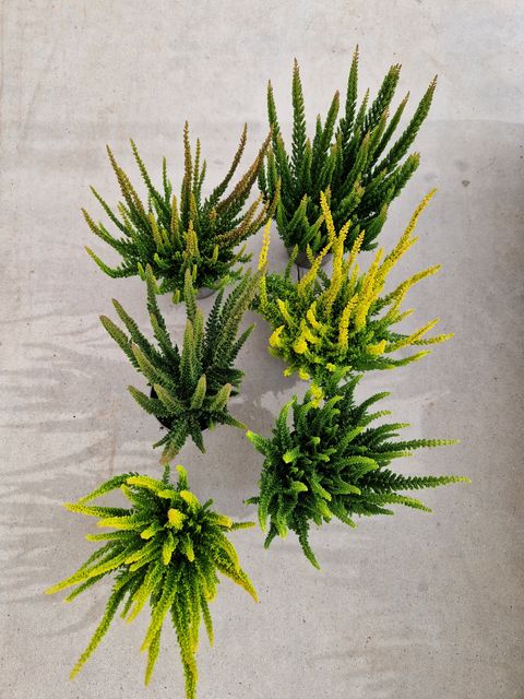 Calluna vulgaris SKYLINE MIX