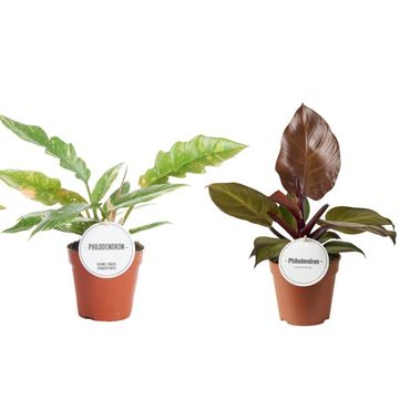 Philodendron MIX