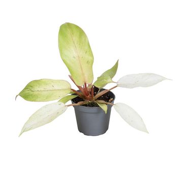 Philodendron 'Snowdrift Variegata'