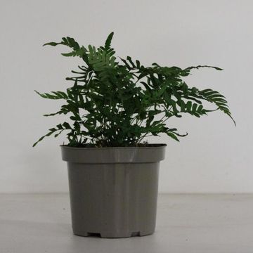 Polypodium vulgare
