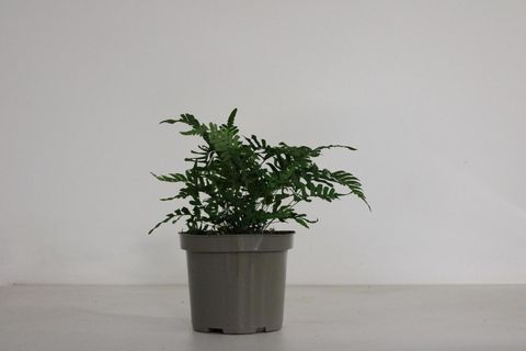 Polypodium vulgare