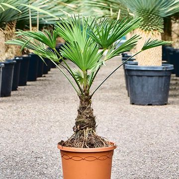 Trachycarpus wagnerianus