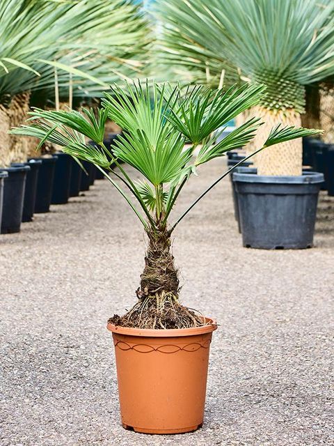 Trachycarpus wagnerianus