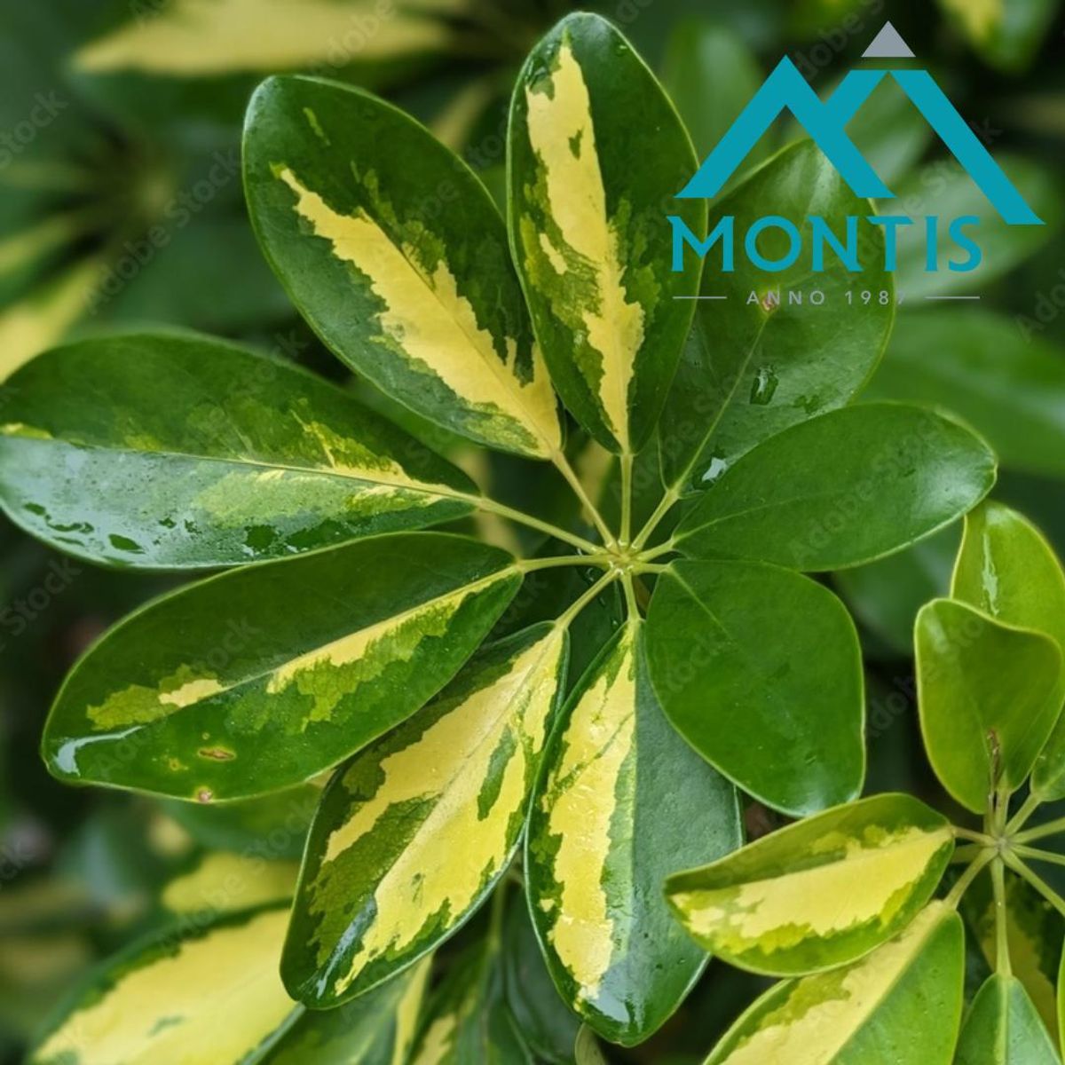 Schefflera arboricola 'Gold Capella' — Plant Wholesale FlorAccess