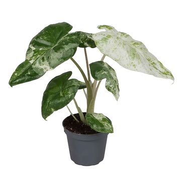Alocasia macrorrhizos 'Camouflage'
