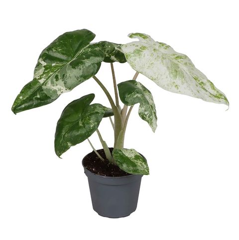 Alocasia macrorrhizos 'Camouflage'