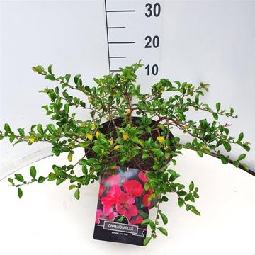 Chaenomeles x superba PINK TRAIL