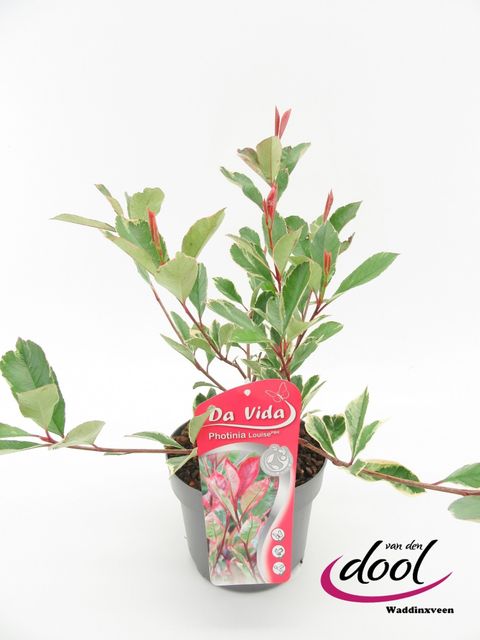 Photinia x fraseri LOUISE