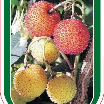 Arbutus unedo 'Compacta'