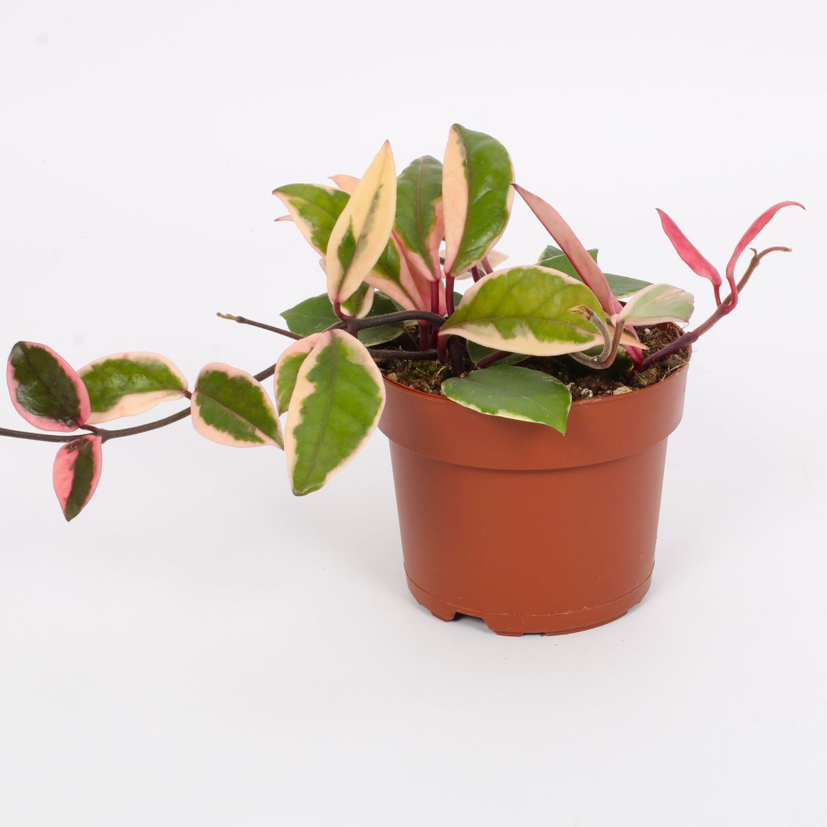 Hoya carnosa 'Tricolor Flamingo Dream' — Plant Wholesale FlorAccess
