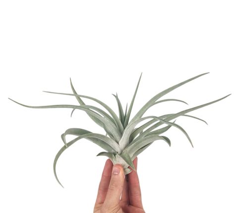 Tillandsia harrisii