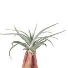 Tillandsia harrisii