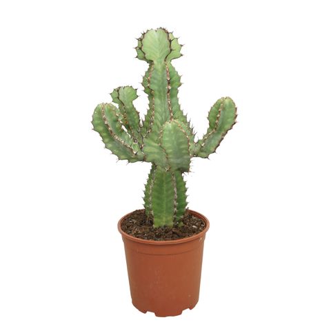Euphorbia cooperi