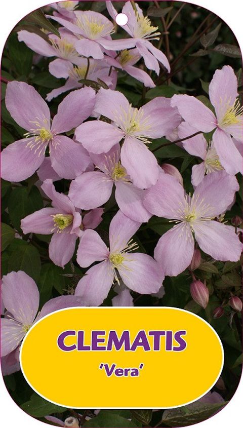 Clematis 'Vera' (M)