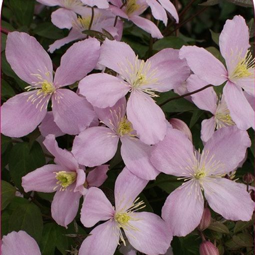 Clematis 'Vera' (M)