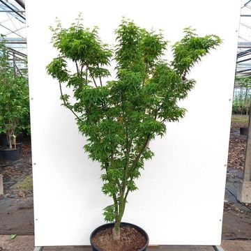 Acer palmatum 'Shishigashira'
