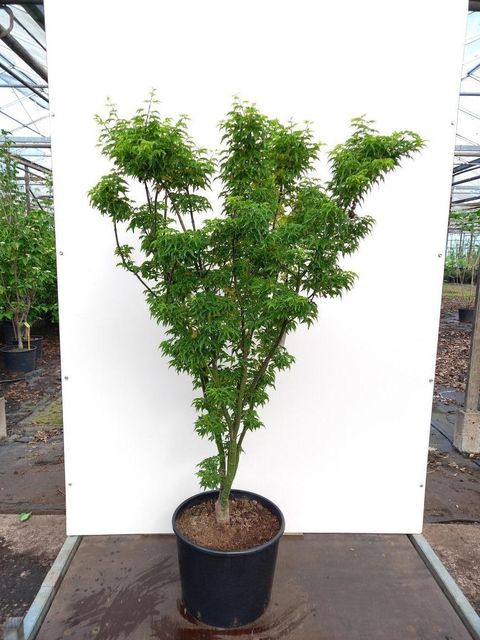 Acer palmatum 'Shishigashira'