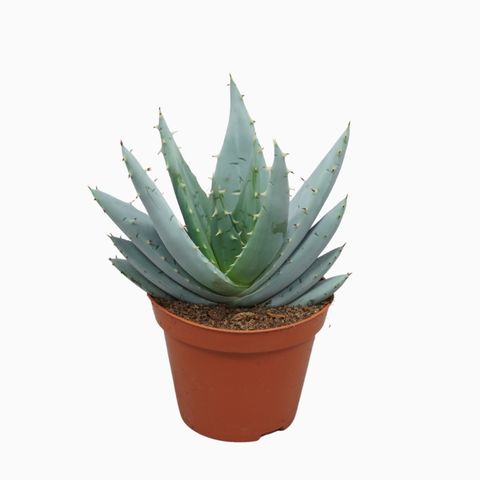 Aloe peglerae