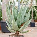 Aloe marlothii