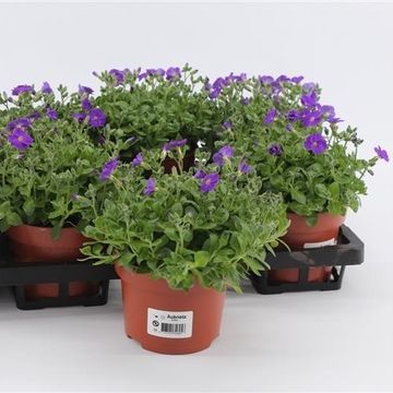 Aubrieta gracilis 'Kitte'